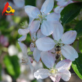 Natürlicher polyflower Bienenhonig zu verkaufen